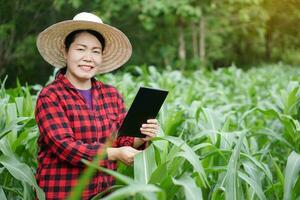 asiatisk kvinna jordbrukare innehar smart läsplatta till samla och Sök information, forskning handla om tillväxt och sjukdomar av växt på grön majs fält. begrepp, smart jordbrukare. lantbruk teknologi. foto