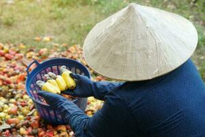 asiatisk trädgårdsmästare bär hatt, blå skjorta är arbetssätt och väljer kasju äpple bränslen in i korg. begrepp, lantbruk ockupation. kolla upp, inspektera kvalitet innan varelse beskära varor foto