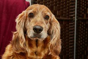 klassisk hund avslappning porträtt av ett engelsk cockerspaniel spaniel på en årgång fåtölj foto