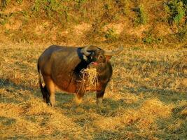 thai vatten buffel äter ris sugrör, nakhon fanom, thailand foto