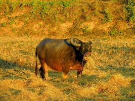 thai vatten buffel äter ris sugrör, nakhon fanom, thailand foto