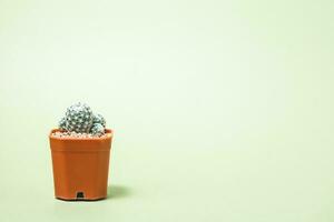 mammillaria humboldtii kaktus i blomma pott på de ljus grön bakgrund foto