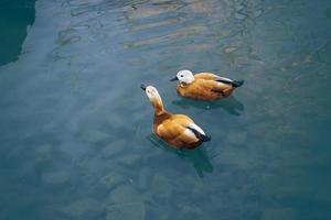 två vackra ankor som simmar i sjön