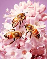 tre honungsbin på rosa vår blommor och rosa bakgrund foto
