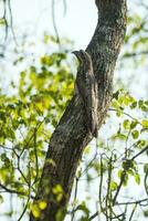 allmänning potoo, nyctibius griseus, pantanal magrossense, Brasilien foto