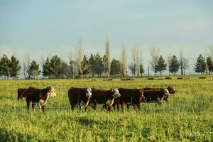 stutar matad på naturlig gräs, buenos sänds provins, argentina foto