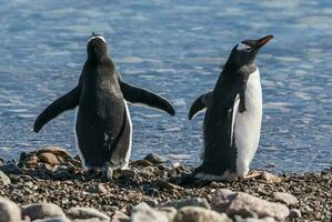 gentoo pingvin, i neko hamn, Antarktis halvö. foto