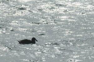 jätte petrel , halvö valdes, unesco värld arv webbplats, chubut provins, patagonien, argentina. foto