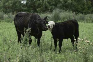 ko med kalv i pampas landsbygden, la pampa, argentina. foto