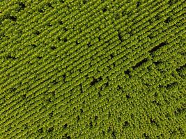 solros odling, antenn se, i pampas område, argentina foto