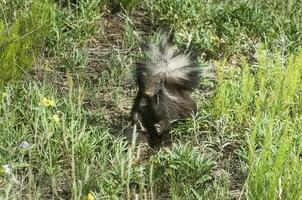 gris näsa skunk, patagonien argentina foto