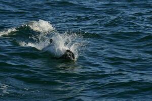 commerson delfin simning, patagonien , argentina. foto
