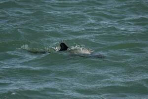 commerson delfin simning, patagonien , argentina. foto