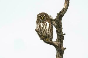 järnhaltig dvärg Uggla, glaucidium brasilianum, calden skog, la pampa provins, patagonien, argentina. foto