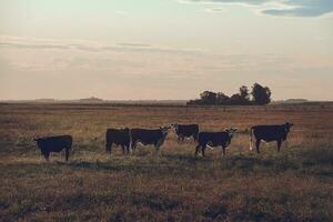 nötkreatur i argentine landsbygd, la pampa provins, argentina. foto