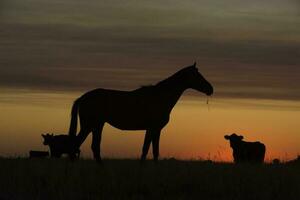 häst silhuett på solnedgång, i de landsbygden, la pampa, argentina. foto