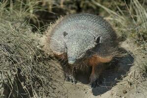 hårig bältdjur, i öken- miljö, halvö valdes, patagonien, argentina foto