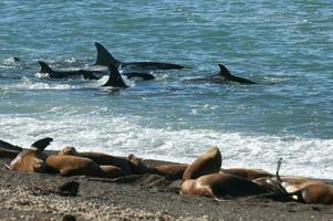 späckhuggare familj jakt hav lejon på de paragonisk kust, patagonien, argentina foto