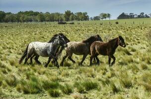 besättning av hästar i de landsbygden, la pampa provins, patagonien, argentina. foto