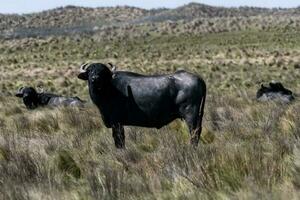 vatten buffel, bubalus bubalis, arter infördes i argentina, la pampa provins, patagonien. foto