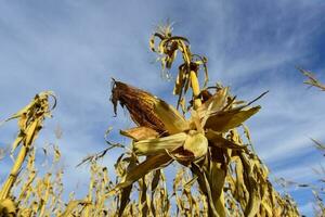 majs majskolv växande på växt redo till skörda, argentine landsbygden, buenos sänds provins, argentina foto
