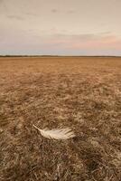 knäckt jorden, ökenspridning bearbeta, la pampa provins, patagonien, argentina. foto