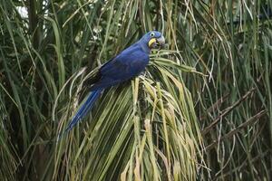 hyacint ara, pantanal skog, Brasilien foto