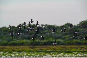 sydlig stylta, himantopus melanurus i flyg, ansenuza nationell parkera, cordoba provins, argentina foto