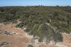 pampas skog, calden träd, prosopis caldenia, endemisk arter i la pampa, patagonien, argentina foto