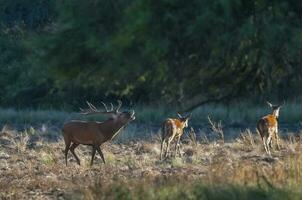 röd rådjur, manlig rytande i la pampa, argentina, parque luro, natur boka foto