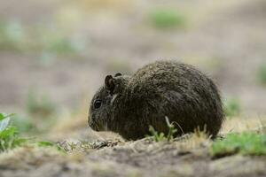 öken- cavi, lihue cal nationell parkera, la pampa provins, patagonien , argentina foto