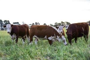 nötkreatur besättning i de pampas landsbygden, argentine kött produktion, la pampa, argentina. foto