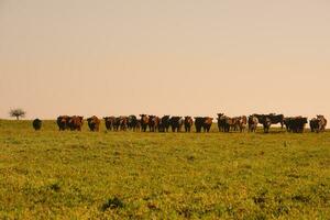 landsbygden landskap med kor betning, la pampa, argentina foto