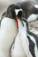 gentoo pingvin på de strand, matning hans brud, hamn lockroy , goudier ö, antartika foto