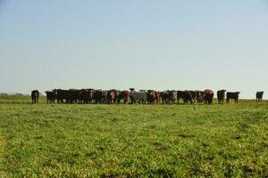 landsbygden landskap med kor betning, la pampa, argentina foto