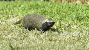 liten grison, pampas, patagonien, argentina foto