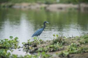 liten blå häger, egretta caerulea, pantanal, Brasilien foto