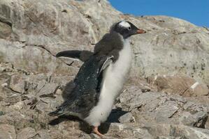 gentoo pingvin, pygoscelis papua,neko hamn, Antarktis halvö. foto