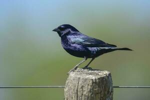 skinande cowbird, uppflugen på en staket posta, la pampa, argentina. foto