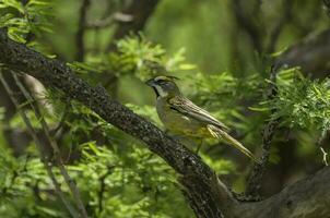 gul kardinal, gubernatrix cristata, endangered arter i la pampa, argentina foto