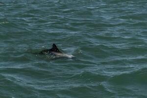 commerson delfin simning, patagonien , argentina. foto
