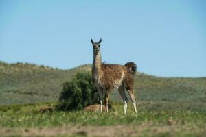 guanacos i pampas gräs miljö, la pampa, patagonien, argentina. foto