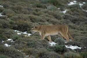 puma gående i berg miljö, torres del paine nationell parkera, patagonien, Chile. foto