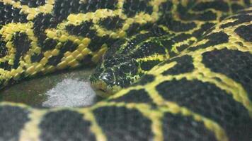 svart och gult Paraguay anakonda, eunectes notaeus, vilar närbild i en terrarium. foto