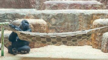 svart stor gorilla, apa primat, sitter förbi de hängmatta. foto