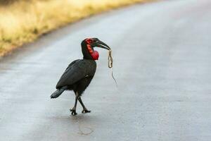 sydlig jord hornbill fångad en orm foto