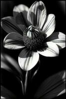 en svart och vit Foto av en blomma. ai genererad