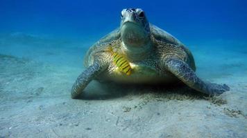stor grön sköldpadda på Röda havets rev.