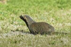 liten grison, pampas, patagonien, argentina foto