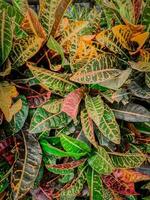färgrik löv sådan som gul, röd, grön är lämplig för använda sig av som en bakgrund bild. foto